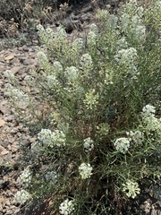 Lepidium thurberi