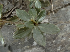 Celmisia brevifolia