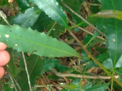 Helicia cochinchinensis