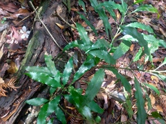 Helicia cochinchinensis