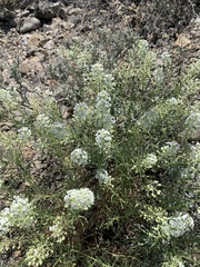 Lepidium thurberi