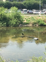 Phalacrocorax carbo
