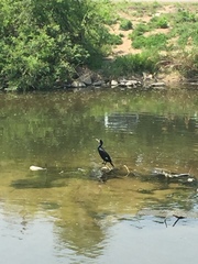 Phalacrocorax carbo