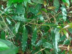 Helicia cochinchinensis