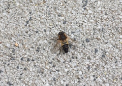 Helophilus eristaloidea