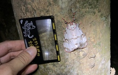 Lymantria mathura subpallida