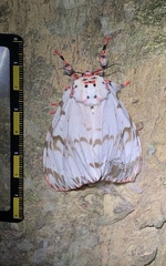 Lymantria mathura subpallida