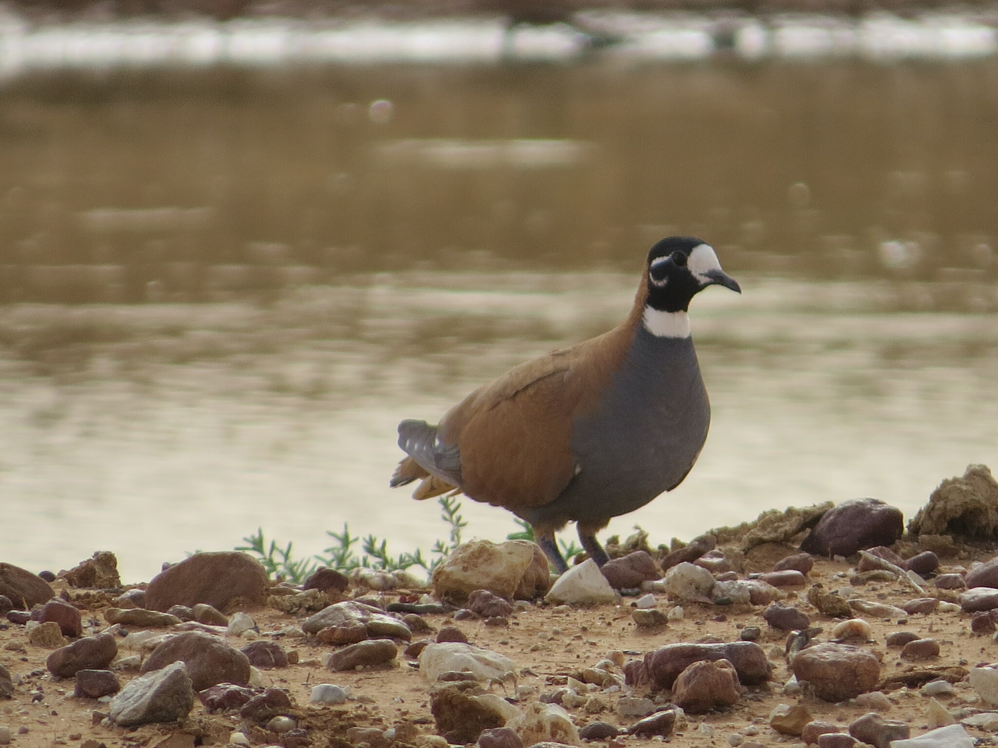 Flock Bronzewing (Phaps histrionica), photo 5
