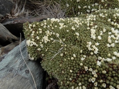 Kelleria croizatii