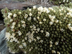 Kelleria croizatii