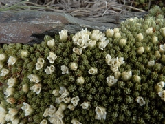 Kelleria croizatii