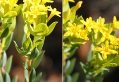 Gnidia styphelioides