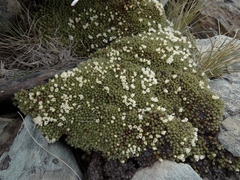 Kelleria croizatii