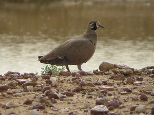 Flock Bronzewing (Phaps histrionica), photo 5