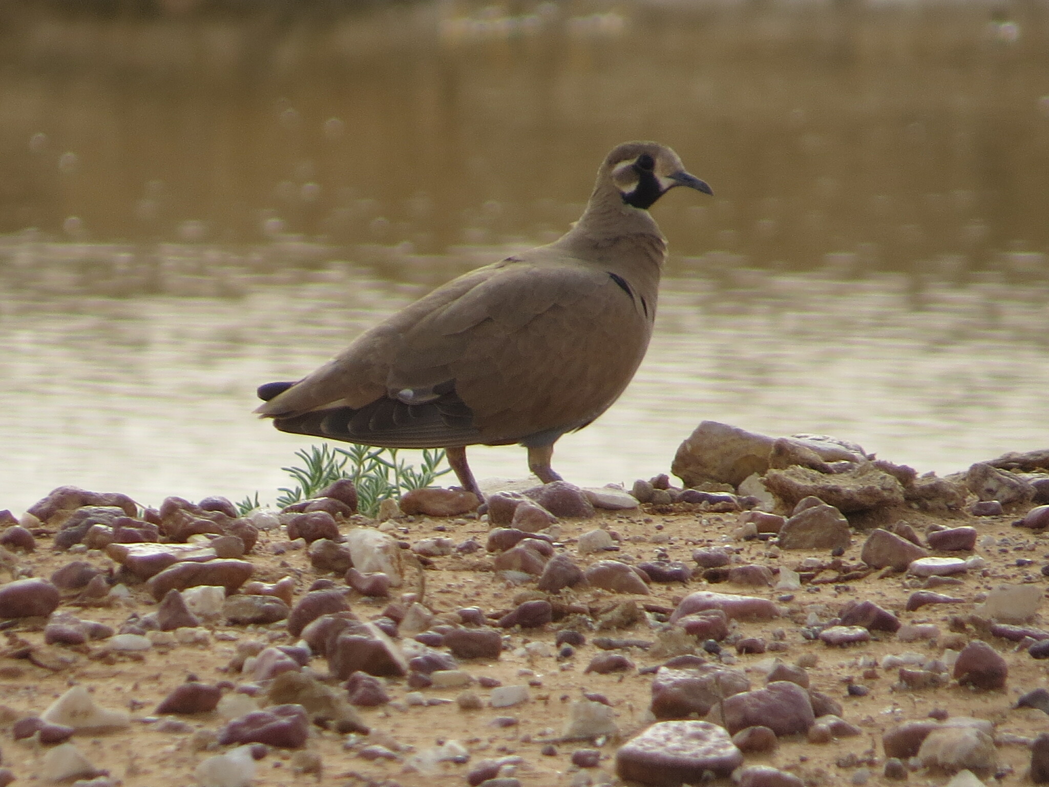 Flock Bronzewing (Phaps histrionica), photo 6
