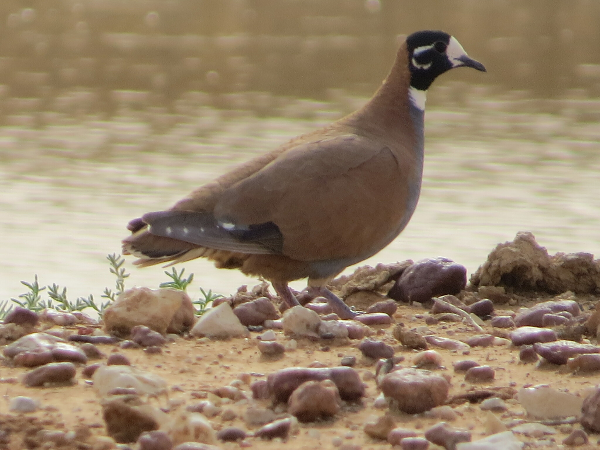 Flock Bronzewing (Phaps histrionica), photo 7