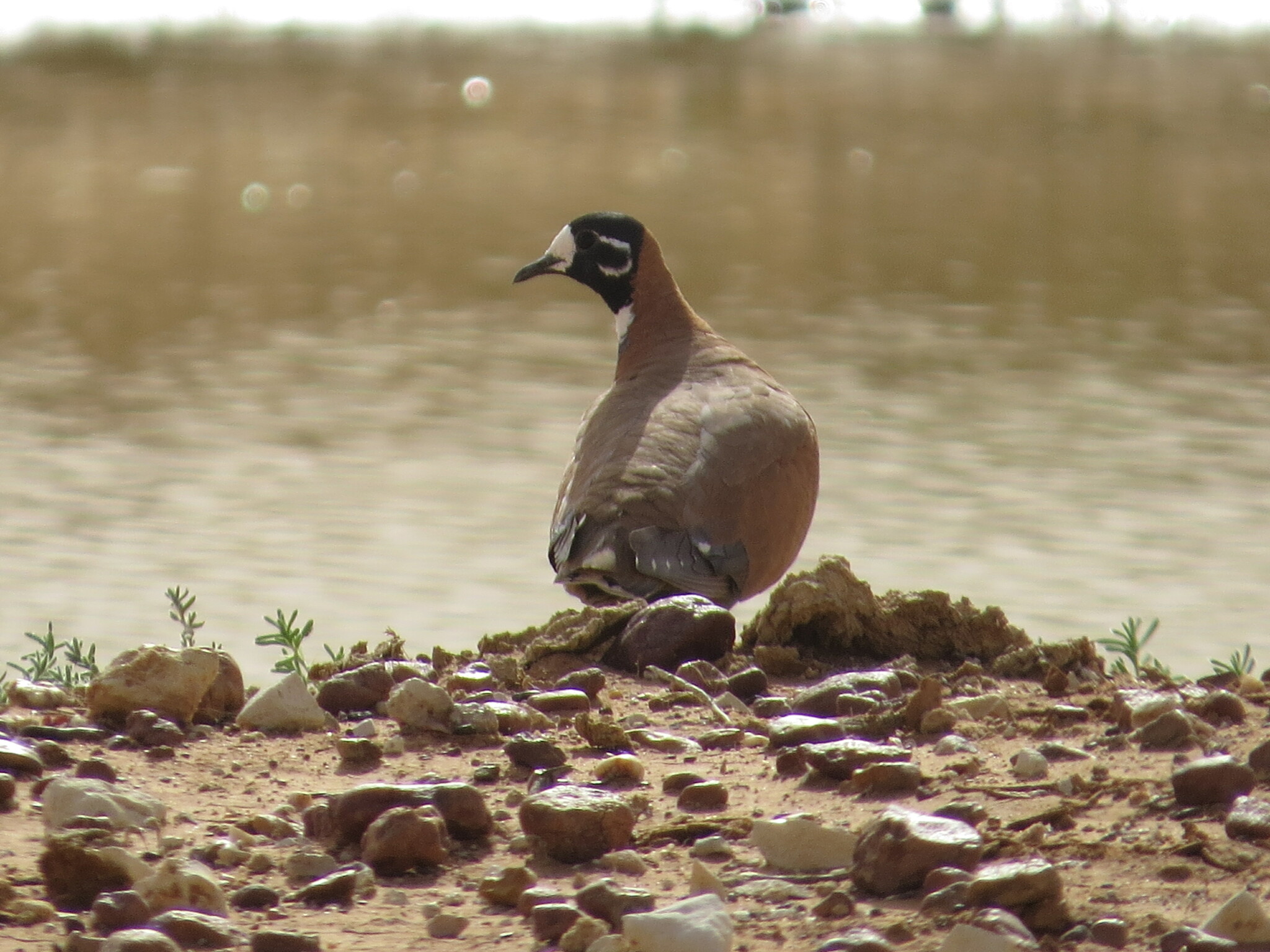 Flock Bronzewing (Phaps histrionica), photo 8