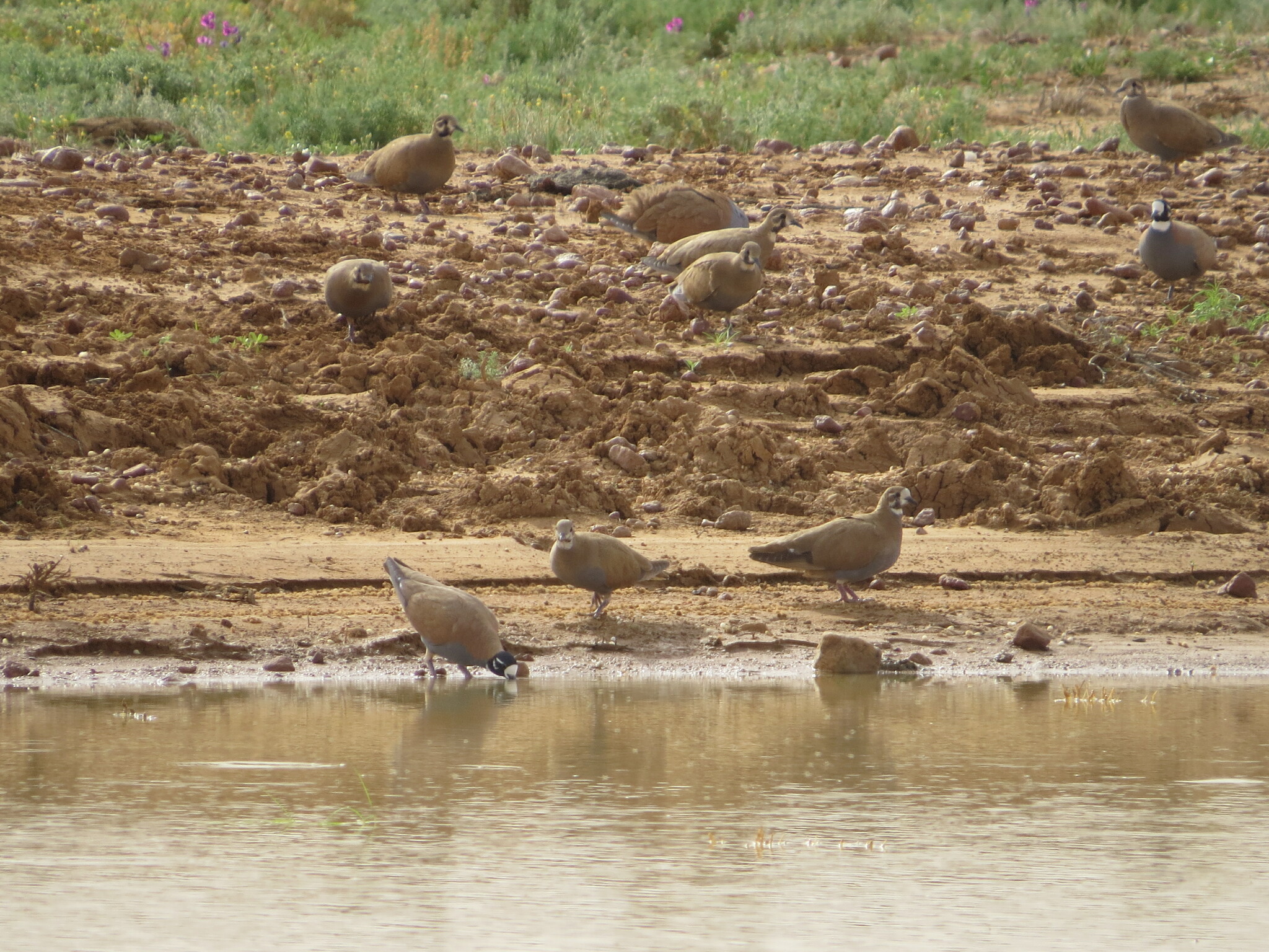 Flock Bronzewing (Phaps histrionica), photo 9