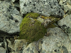 Hectorella caespitosa