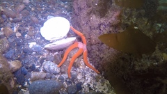 Henricia leviuscula