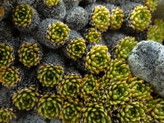 Hectorella caespitosa