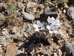 Langloisia setosissima