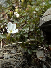 Lobelia glaberrima