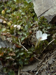Lobelia glaberrima