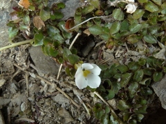 Lobelia glaberrima