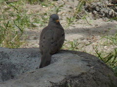 Columbina cruziana