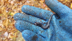 Plethodon ouachitae