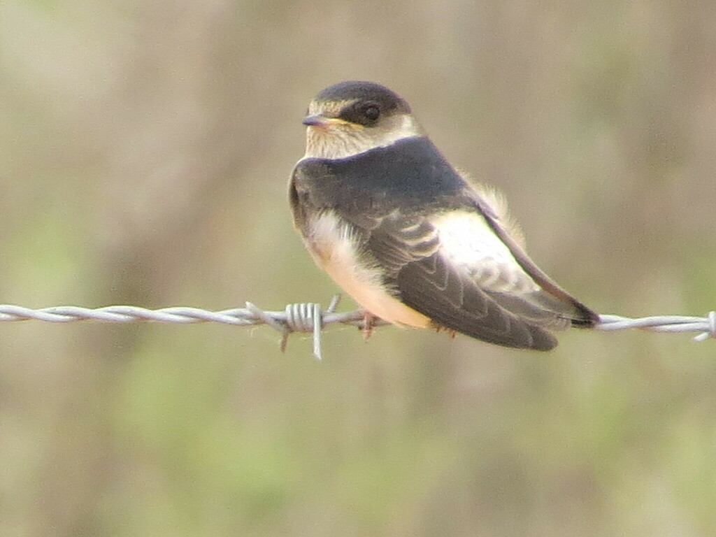 Tree Martin Rump White Tree Martin from Milparinka NSW 2880, Australia on October 5, 2020 at ...