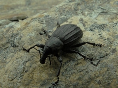 Lyperobius spedenii
