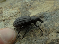 Lyperobius spedenii