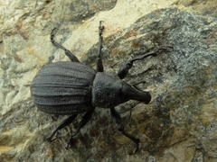 Lyperobius spedenii