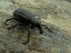 Lyperobius spedenii