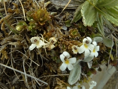 Euphrasia petriei