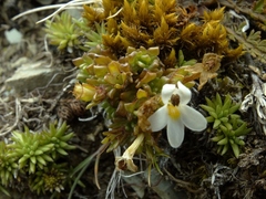 Euphrasia petriei