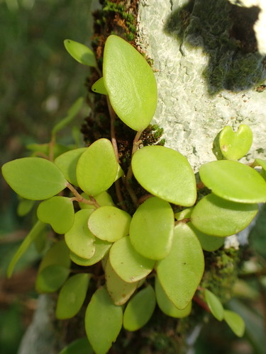 Peperomia corcovadensis (Peperomia corcovadensis)