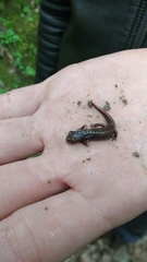 Speleomantes italicus