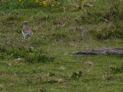 Vanellus resplendens