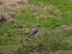 Vanellus resplendens