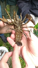 Austropotamobius pallipes