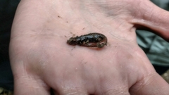 Speleomantes italicus