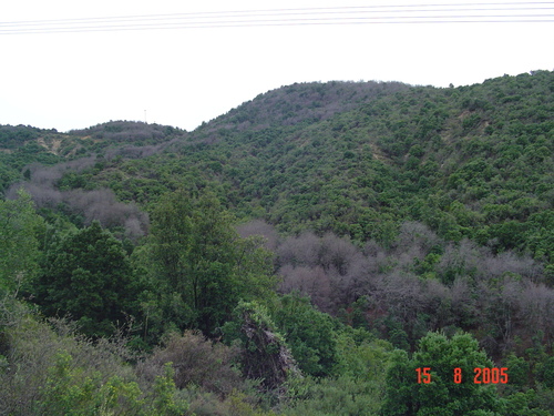Image of Nothofagus macrocarpa by (c) Cesar Ormazabal, some rights reserved (CC BY)
