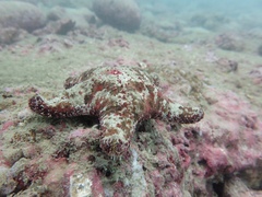 Gymnanthenea difficilis