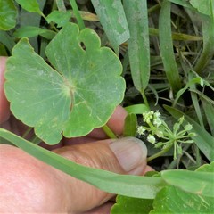 Hydrocotyle tribotrys