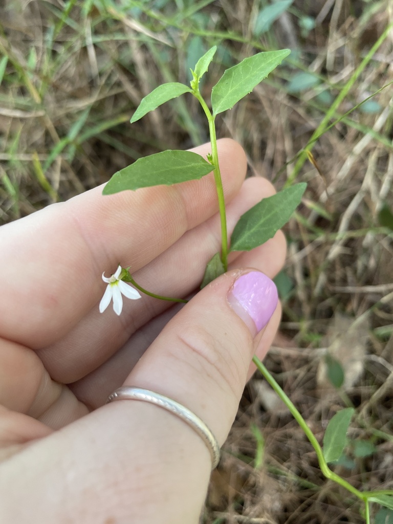 White Root from Archer Cl, North Lakes, QLD, AU on May 9, 2024 at 10:07 ...