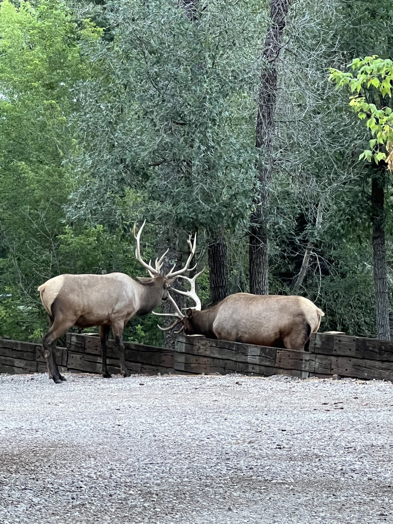 Wapiti from Lincoln National Forest, Ruidoso, NM, US on August 13, 2022 ...