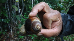 Megalobulimus terrestris